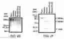 Fig. 07 - Modified enteropeptidase protein