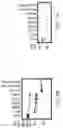 Fig. 09 - Modified enteropeptidase protein