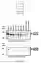Fig. 11 - Modified enteropeptidase protein