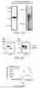 Fig. 17 - Modified enteropeptidase protein