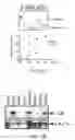 Fig. 19 - Modified enteropeptidase protein