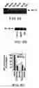 Fig. 07 - Apo-3 ligand polypeptide