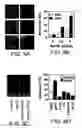 Fig. 10 - Apo-3 ligand polypeptide
