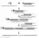 Fig. 01 - Novel Method for Assembling DNA Metasegments to use as Substrates for Homologous Recombination in a Cell