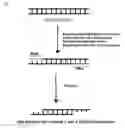 Fig. 03 - Novel Method for Assembling DNA Metasegments to use as Substrates for Homologous Recombination in a Cell