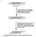 Fig. 04 - Novel Method for Assembling DNA Metasegments to use as Substrates for Homologous Recombination in a Cell