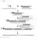 Fig. 05 - Novel Method for Assembling DNA Metasegments to use as Substrates for Homologous Recombination in a Cell