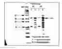 Fig. 01 - Method of production of para-hydroxycinnamic acid using a thermostable TAL enzyme