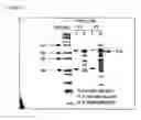 Fig. 03 - Method of production of para-hydroxycinnamic acid using a thermostable TAL enzyme
