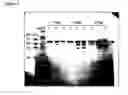 Fig. 04 - Method of production of para-hydroxycinnamic acid using a thermostable TAL enzyme