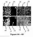 Fig. 06 - Planar electroporation apparatus and method