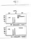 Fig. 04 - Methods for the Reduction of Stutter in Microsatellite Amplification