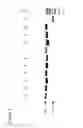 Fig. 02 - Nicking endonuclease methods and compositions