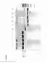 Fig. 03 - Nicking endonuclease methods and compositions