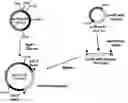 Fig. 01 - Methods for producing heterologous polypeptides in trichothecene-deficient filamentous fungal mutant cells