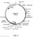 Fig. 08 - Methods for producing heterologous polypeptides in trichothecene-deficient filamentous fungal mutant cells
