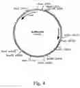 Fig. 09 - Methods for producing heterologous polypeptides in trichothecene-deficient filamentous fungal mutant cells