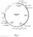 Fig. 11 - Methods for producing heterologous polypeptides in trichothecene-deficient filamentous fungal mutant cells