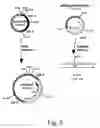 Fig. 13 - Methods for producing heterologous polypeptides in trichothecene-deficient filamentous fungal mutant cells