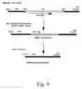 Fig. 14 - Methods for producing heterologous polypeptides in trichothecene-deficient filamentous fungal mutant cells
