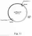 Fig. 16 - Methods for producing heterologous polypeptides in trichothecene-deficient filamentous fungal mutant cells