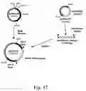 Fig. 17 - Methods for producing heterologous polypeptides in trichothecene-deficient filamentous fungal mutant cells