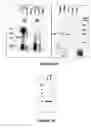 Fig. 17 - Method And System For Identification Of Antigen