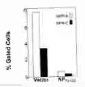 Fig. 01 - Methods and compositions for reducing activity of the atrial natriuretic peptide receptor and for treatment of diseases