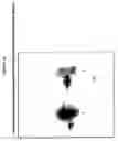 Fig. 19 - Methods and Apparatus for Creating Particle Derivatives of HDL with Reduced Lipid Content