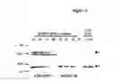 Fig. 02 - Method for the Production of Biologically Active Rhngf