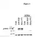 Fig. 04 - Method for the Production of Biologically Active Rhngf