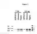 Fig. 08 - Method for the Production of Biologically Active Rhngf