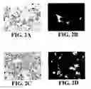 Fig. 03 - Bone tropic peptides