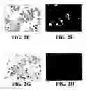 Fig. 04 - Bone tropic peptides