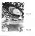Fig. 07 - Small peptides and methods for inhibiting mucus release into airways