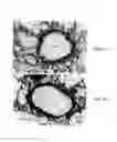 Fig. 08 - Small peptides and methods for inhibiting mucus release into airways