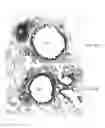 Fig. 10 - Small peptides and methods for inhibiting mucus release into airways