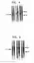 Fig. 05 - Antisense-oligonucleotides for the treatment of immuno-suppressive effects of transforming growth factor-β (TGF-β)