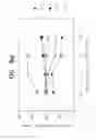Fig. 07 - Antisense-oligonucleotides for the treatment of immuno-suppressive effects of transforming growth factor-β (TGF-β)