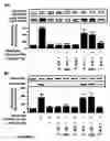 Fig. 05 - Modulation of the Expression of Estrogen Receptors for the Prevention or Treatment of Heart Disease