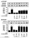 Fig. 08 - Modulation of the Expression of Estrogen Receptors for the Prevention or Treatment of Heart Disease