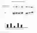 Fig. 01 - Methods for the treatment of diabetes-associated dyslipdemia