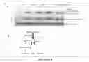 Fig. 25 - Methods and compositions of trail-death receptor agonists/activators