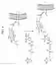 Fig. 04 - Chemoselective ligation