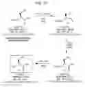 Fig. 08 - Chemoselective ligation