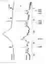Fig. 03 - Phosphorylcholine group containing compound and surface modifying agent composed of such compound