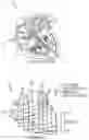Fig. 01 - Method and system for atrial fibrillation analysis, characterization, and mapping
