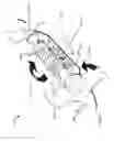 Fig. 31 - Systems and methods for robotic gutter cleaning along an axis of rotation
