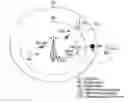 Fig. 01 - RoF system providing HD wireless communication service and signal control method for the same
