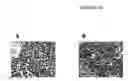 Fig. 11 - Cytotoxicity mediation of cells evidencing surface expression of CD44